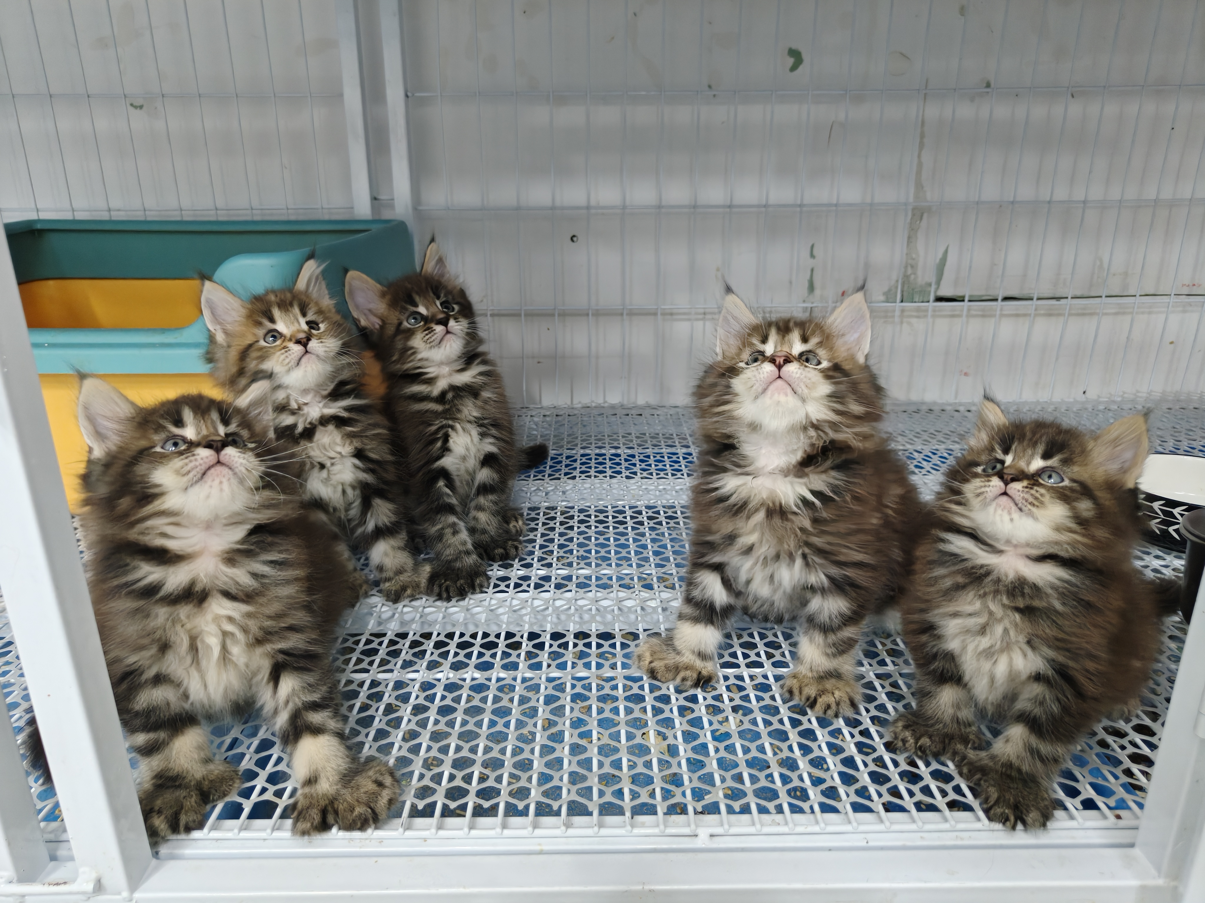 缅因猫弟弟，都是前六后六，大脚宝宝，喜欢的来聊吧